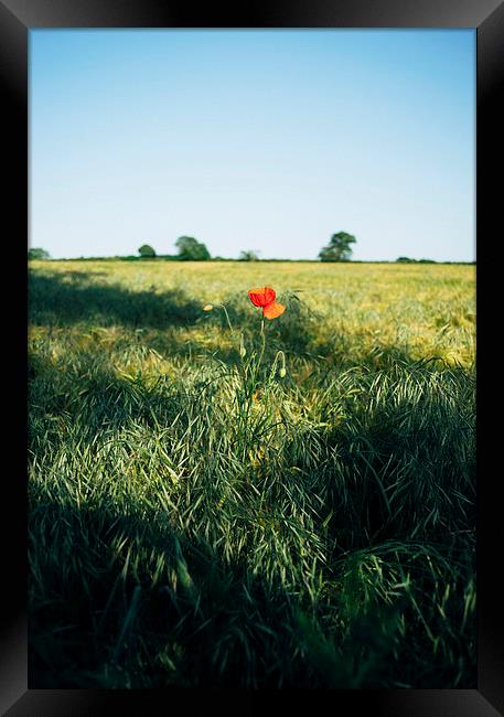Lone Poppy in a field of Barley. Framed Print by Liam Grant
