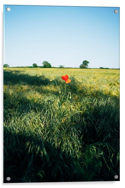 Lone Poppy in a field of Barley. Acrylic by Liam Grant