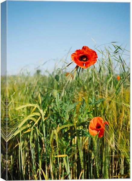 Poppies and Barley. Canvas Print by Liam Grant