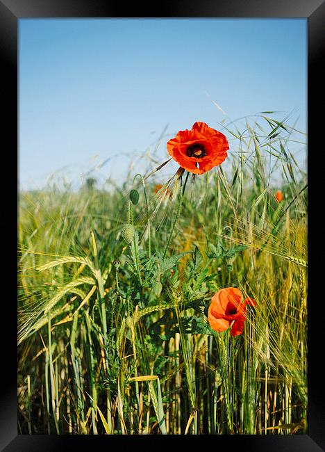 Poppies and Barley. Framed Print by Liam Grant
