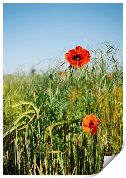Poppies and Barley. Print by Liam Grant