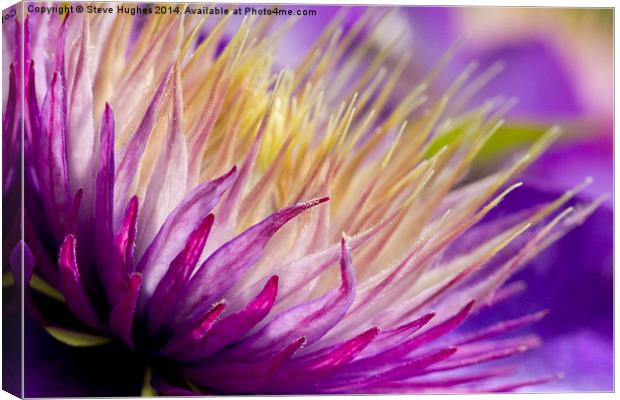 Clematis flower macro Canvas Print by Steve Hughes