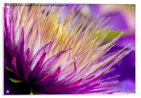 Clematis flower macro Acrylic by Steve Hughes