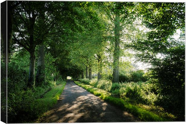 Sunlight through a remote country road lined with  Canvas Print by Liam Grant