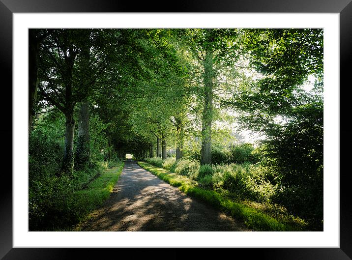 Sunlight through a remote country road lined with  Framed Mounted Print by Liam Grant