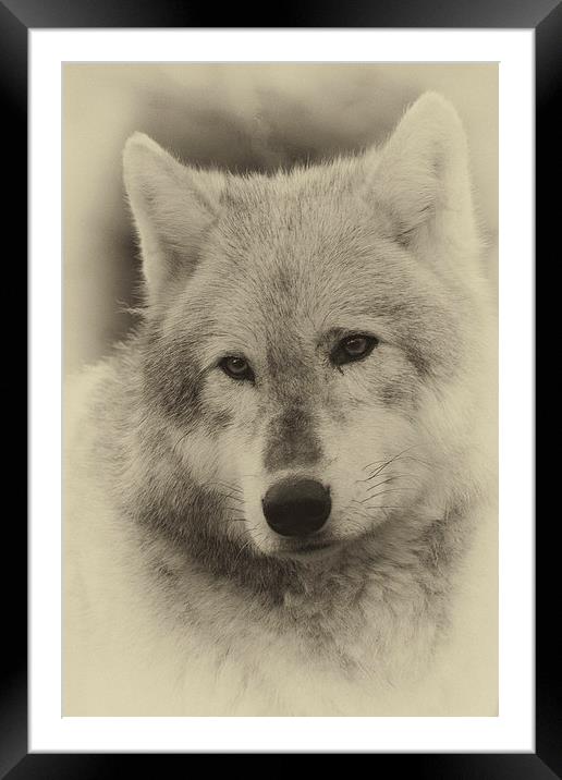 Wolf Framed Mounted Print by Terry Stone