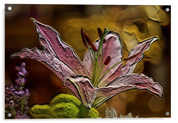pink lilies Acrylic by Dean Messenger