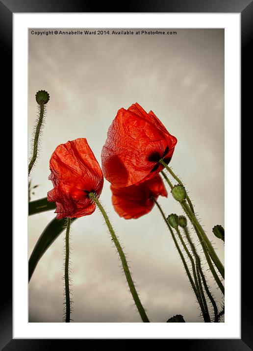 Poppies In The Sky Framed Mounted Print by Annabelle Ward