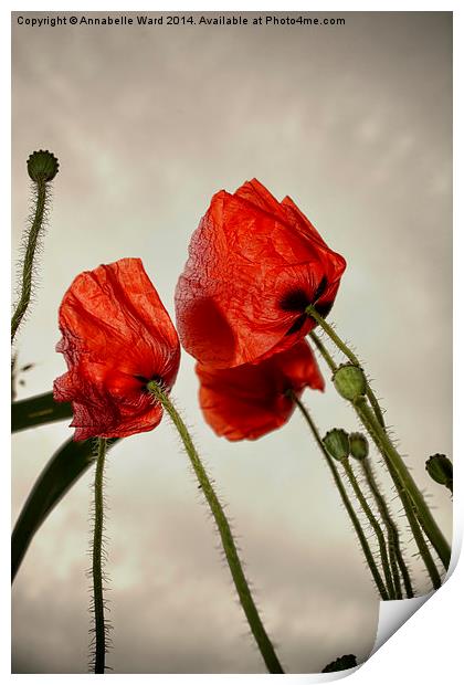 Poppies In The Sky Print by Annabelle Ward