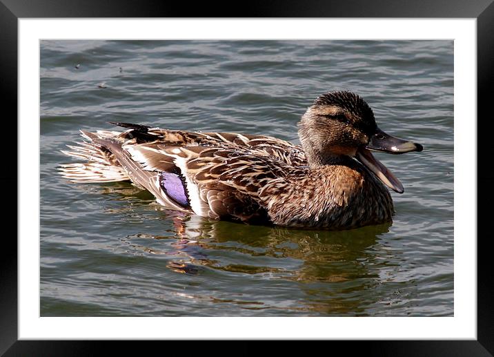 Happy Female Mallard Framed Mounted Print by Stephanie Webb