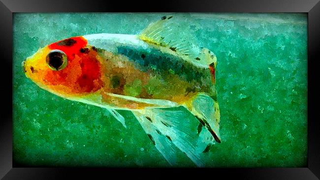 watercolor fish Framed Print by dale rys (LP)