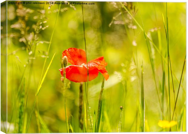 Poppy in Spring Canvas Print by Phil Robinson