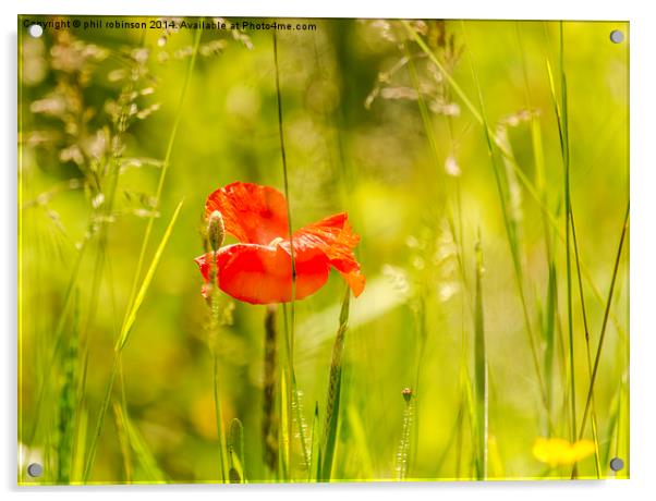 Poppy in Spring Acrylic by Phil Robinson