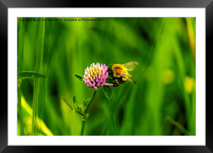 Bee collecting pollen Framed Mounted Print by Phil Robinson