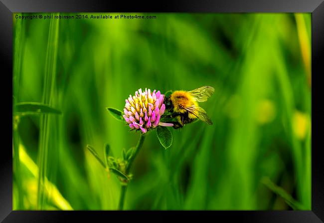 Bee collecting pollen Framed Print by Phil Robinson
