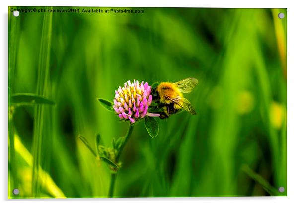 Bee collecting pollen Acrylic by Phil Robinson