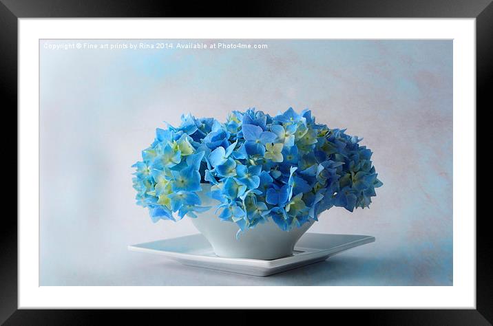 Delicately Blue Framed Mounted Print by Fine art by Rina