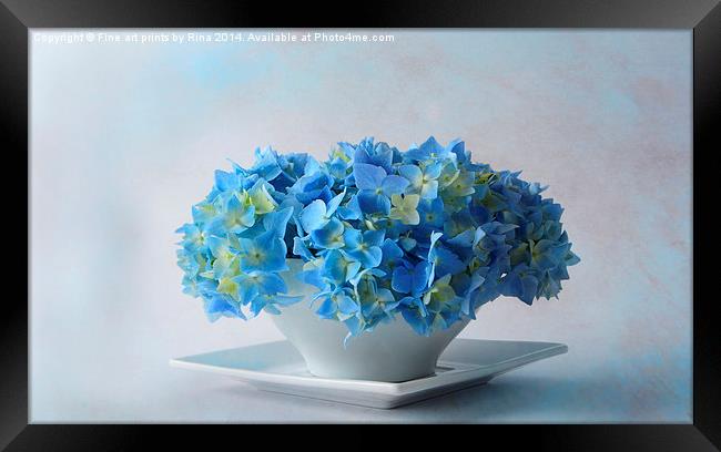 Delicately Blue Framed Print by Fine art by Rina
