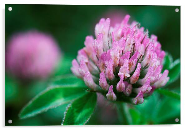 Dew Covered Red Clover Acrylic by Rebecca Hansen