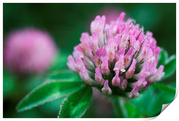 Dew Covered Red Clover Print by Rebecca Hansen