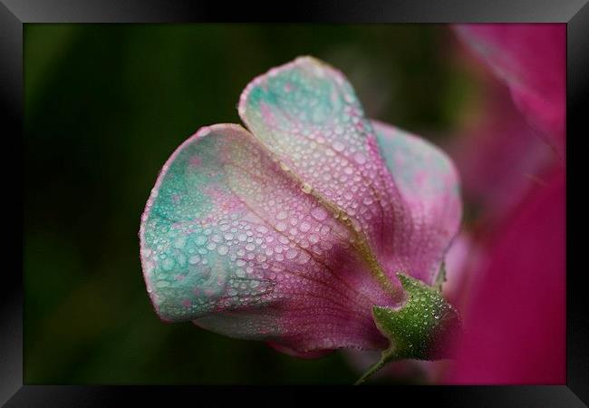 Fading Sweet Pea Framed Print by Rebecca Hansen