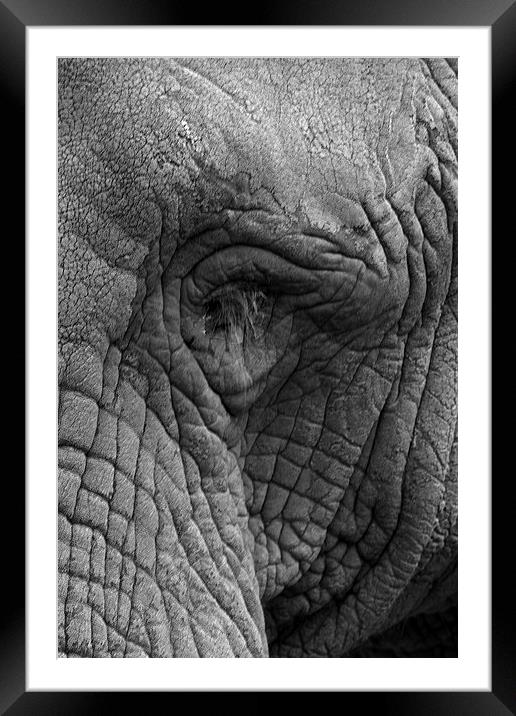 Eye Of The Elephant Framed Mounted Print by Terry Stone