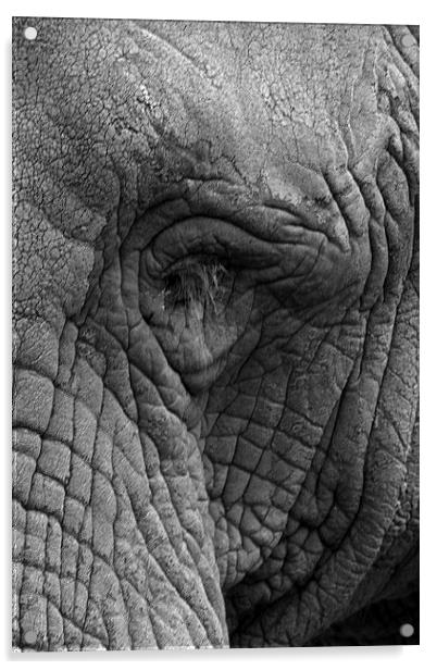 Eye Of The Elephant Acrylic by Terry Stone
