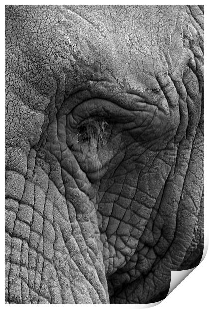 Eye Of The Elephant Print by Terry Stone