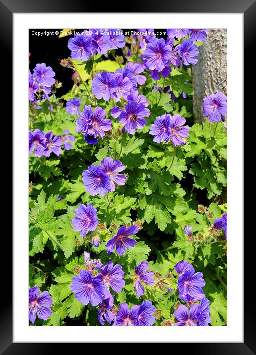 Johnson’s Blue Geranium in full bloom Framed Mounted Print by Frank Irwin