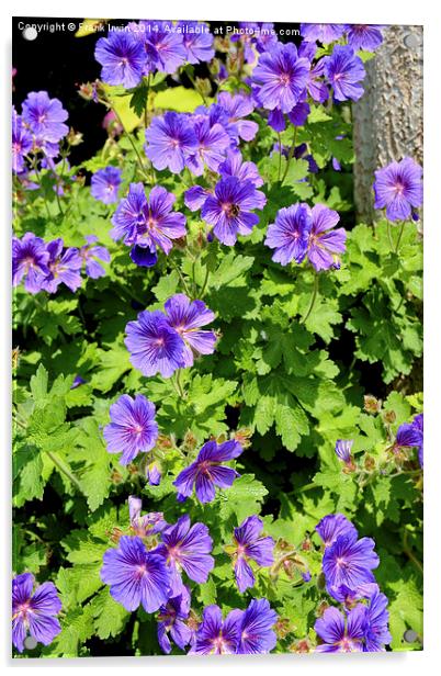 Johnson’s Blue Geranium in full bloom Acrylic by Frank Irwin