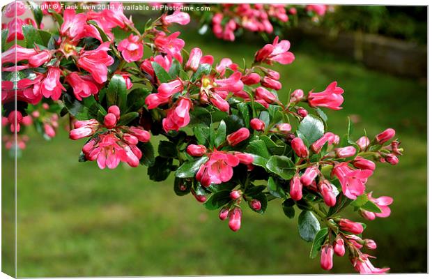 Escallonia Apple Blossom in full bloom Canvas Print by Frank Irwin