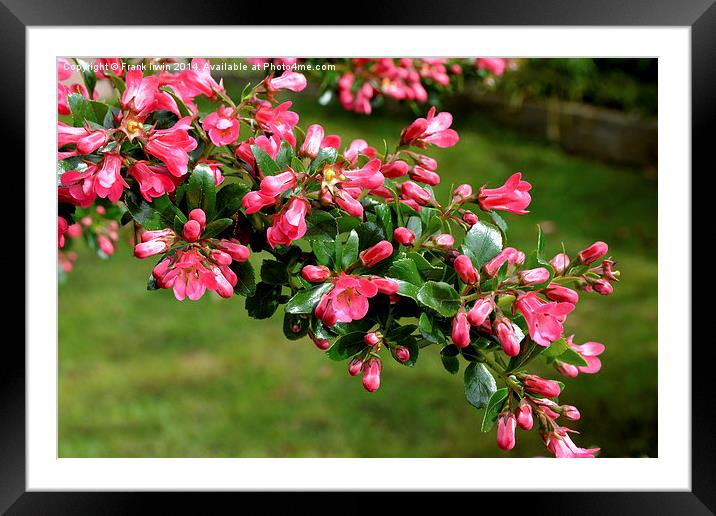 Escallonia Apple Blossom in full bloom Framed Mounted Print by Frank Irwin