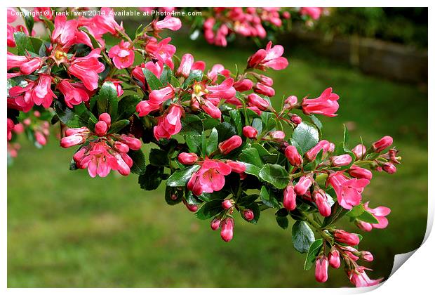 Escallonia Apple Blossom in full bloom Print by Frank Irwin