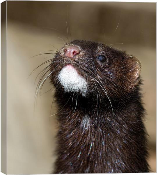 American Mink in England Canvas Print by James Bennett (MBK W