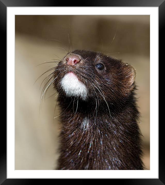 American Mink in England Framed Mounted Print by James Bennett (MBK W