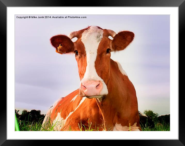 Happy Cow Framed Mounted Print by Mike Janik