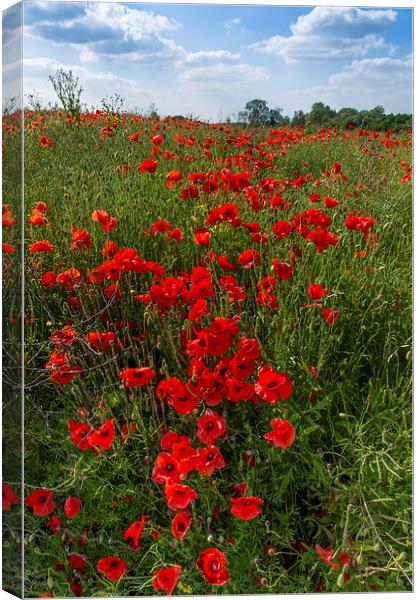 Poppies in field Canvas Print by Gary Eason