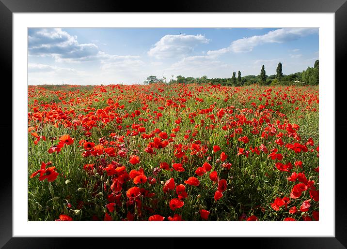 Poppies Framed Mounted Print by Gary Eason