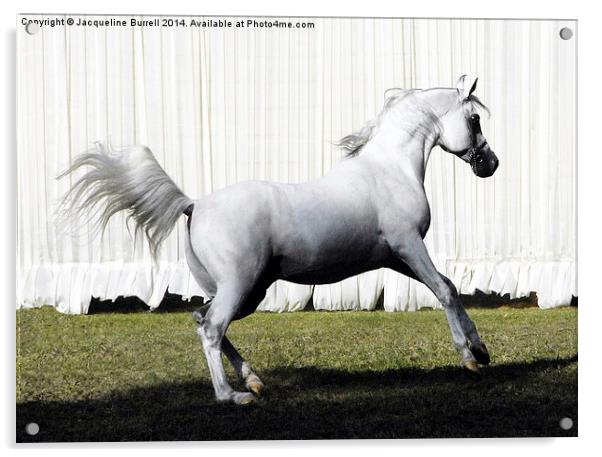 Champion Straight Egyptian Stallion Acrylic by Jacqueline Burrell