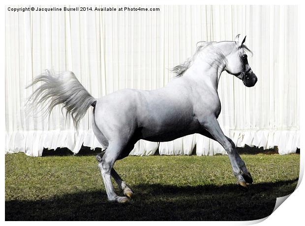 Champion Straight Egyptian Stallion Print by Jacqueline Burrell