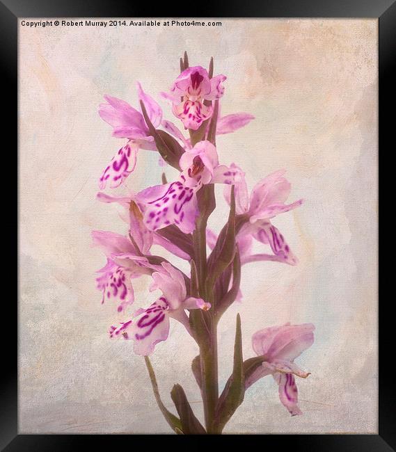 Dactylorhiza Framed Print by Robert Murray