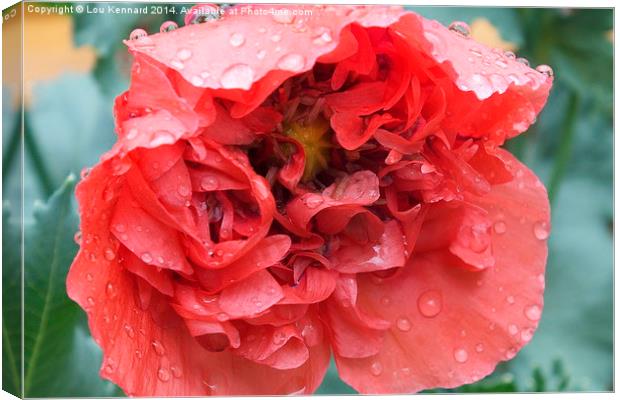 Poppy In The Rain Canvas Print by Lou Kennard