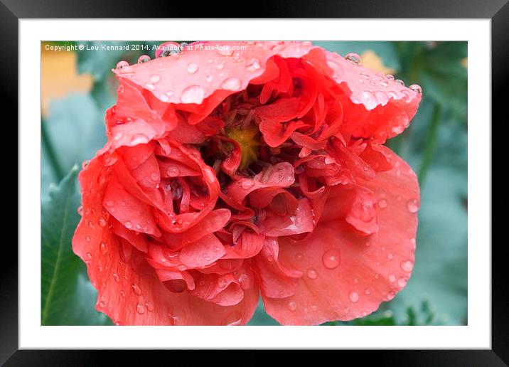 Poppy In The Rain Framed Mounted Print by Lou Kennard