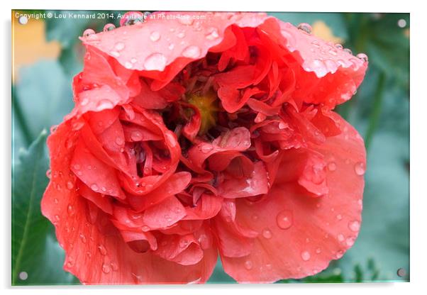 Poppy In The Rain Acrylic by Lou Kennard