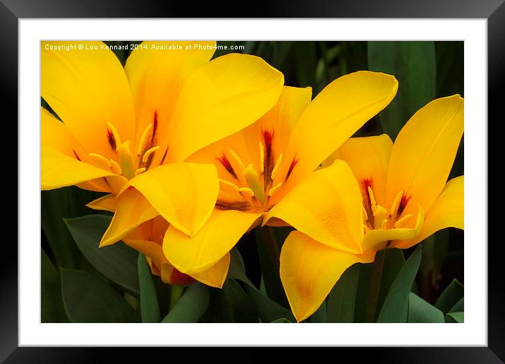 3 Yellow Flowers Framed Mounted Print by Lou Kennard