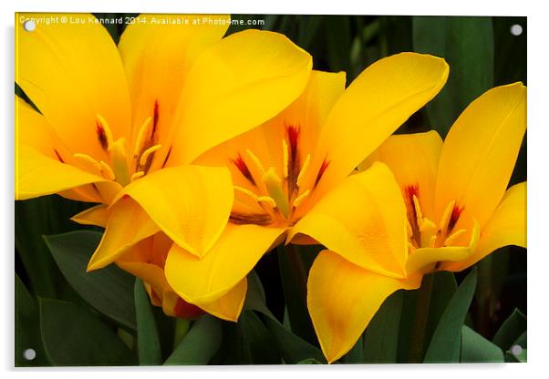 3 Yellow Flowers Acrylic by Lou Kennard