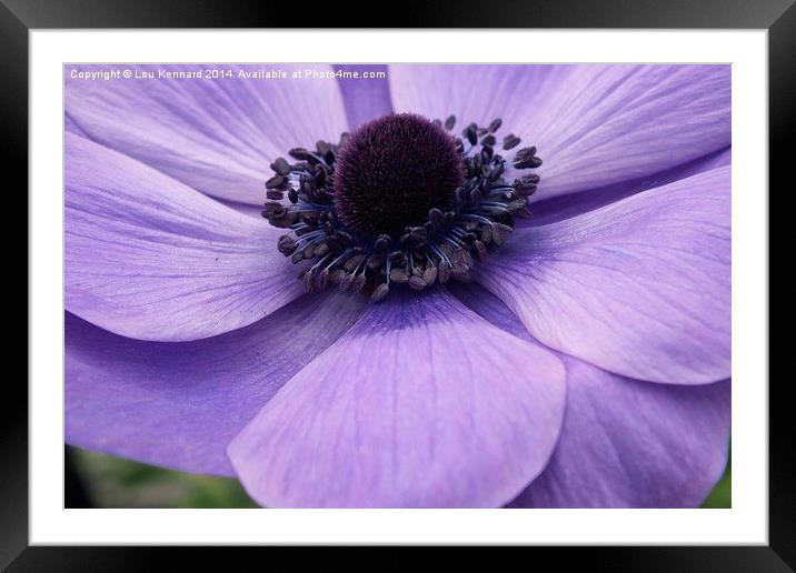 Purple Flower Framed Mounted Print by Lou Kennard