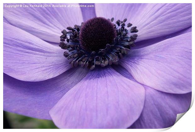 Purple Flower Print by Lou Kennard