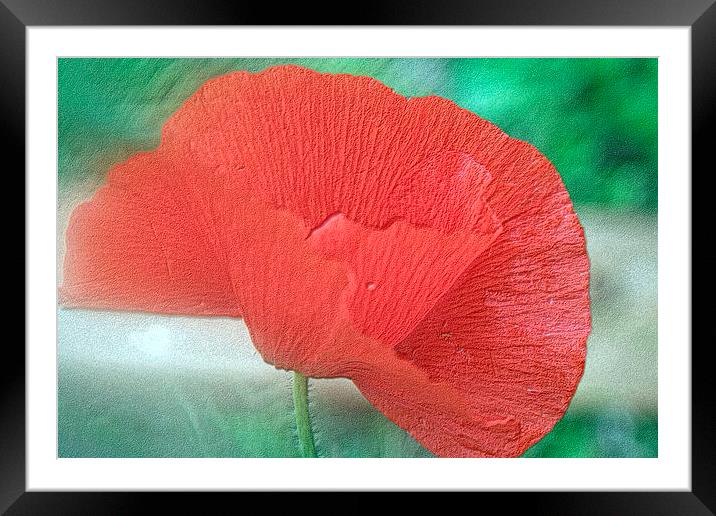 poppy dreams Framed Mounted Print by carin severn