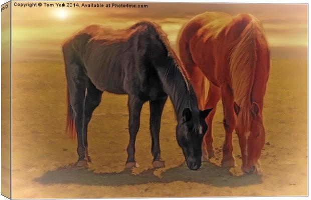 Horses In The Sunset Canvas Print by Tom York
